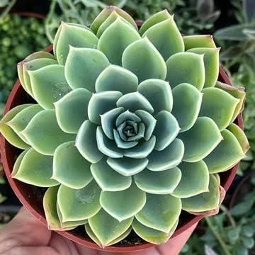 Lakshmi Kamal Vastu Plant bqu5q7-dm