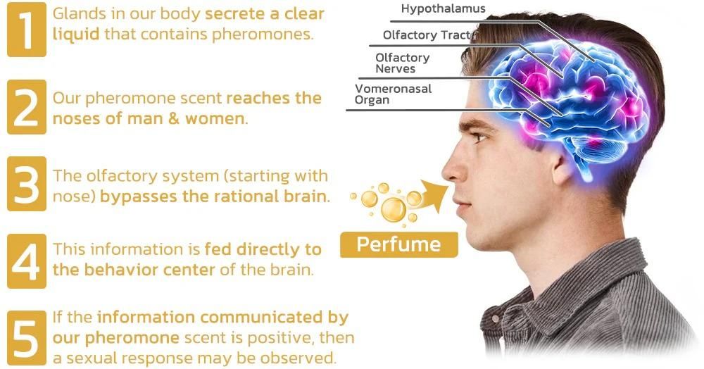 Scientifically Verified and Proven Effective Dopamine Ring bqu5q7-dm