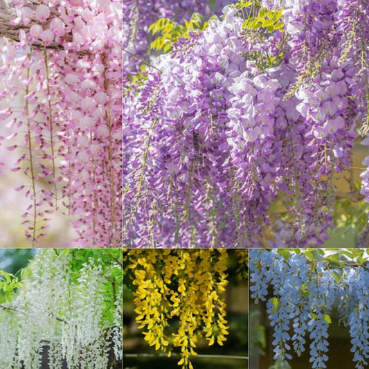 The Garden?s Cascading Beauty All Year Round bqu5q7-dm