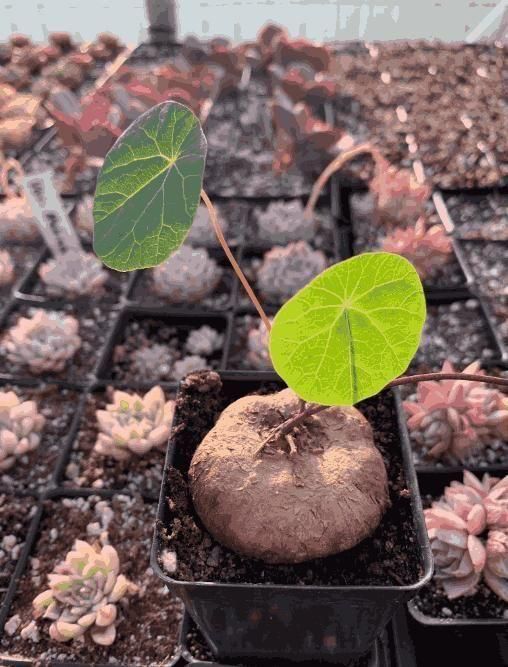 Stephania Erecta Plant bqu5q7-dm