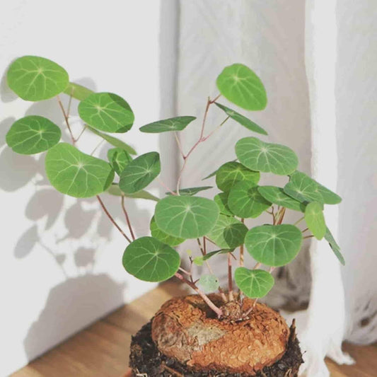 Stephania Erecta Plant bqu5q7-dm