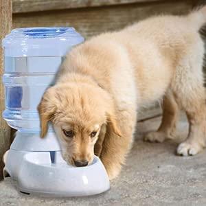 Pet Automatic Water Dispenser bqu5q7-dm